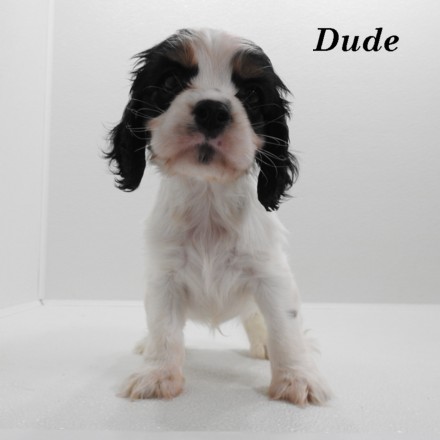 puppy, for, sale, Cockilier, Joe & Cherri  Overlease, dog, breeder, Miller, MO, dog-breeder, puppy-for-sale, forsale, nearby, find, puppyfind, locator, puppylocator, aca